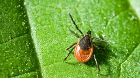 ¿Qué es la enfermedad de Lyme y cómo prevenirla?