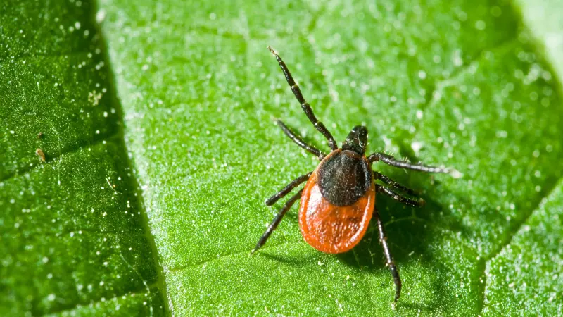 ¿Qué es la enfermedad de Lyme y cómo prevenirla?