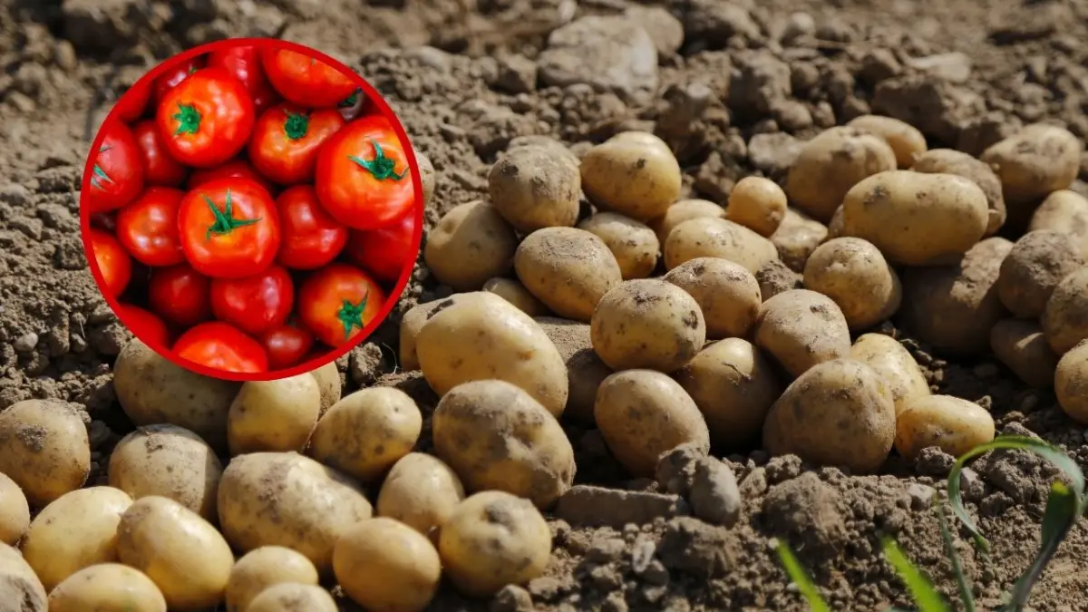 Papas y tomates.
