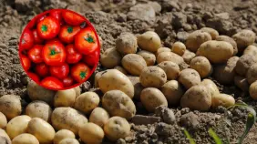 Estudio revela que la papa evolucionó a partir del tomate hace unos 9 millones de años
