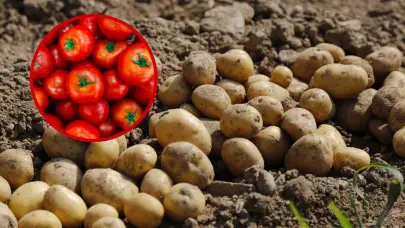 Estudio revela que la papa evolucionó a partir del tomate hace unos 9 millones de años