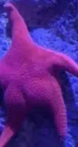 Estrella de mar "culona" se vuelve viral en Argentina