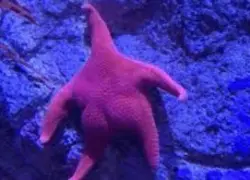 Estrella de mar "culona" se vuelve viral en Argentina