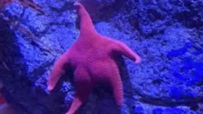 Estrella de mar "culona" se vuelve viral en Argentina