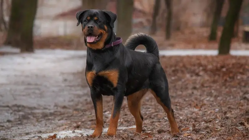 Un perro mata a un niño de nueve años en Francia