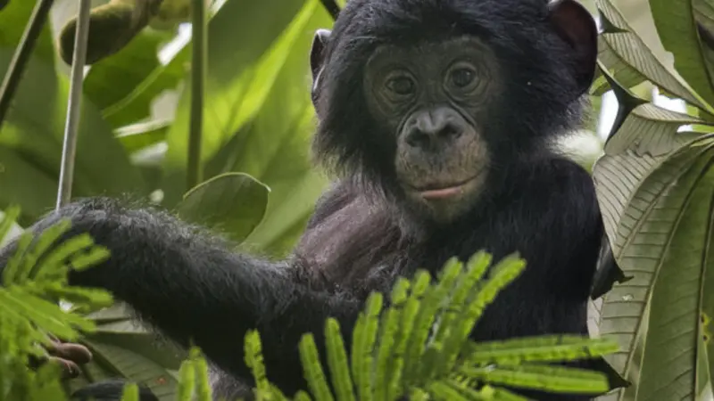 Chimpancés: la figura materna y su impacto en la comunicación