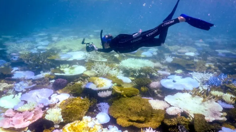 La Gran Barrera de Coral sufre su blanqueamiento más extenso jamás registrado