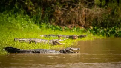 Israel sacrifica a más de 200 cocodrilos en una granja de Cisjordania ocupada