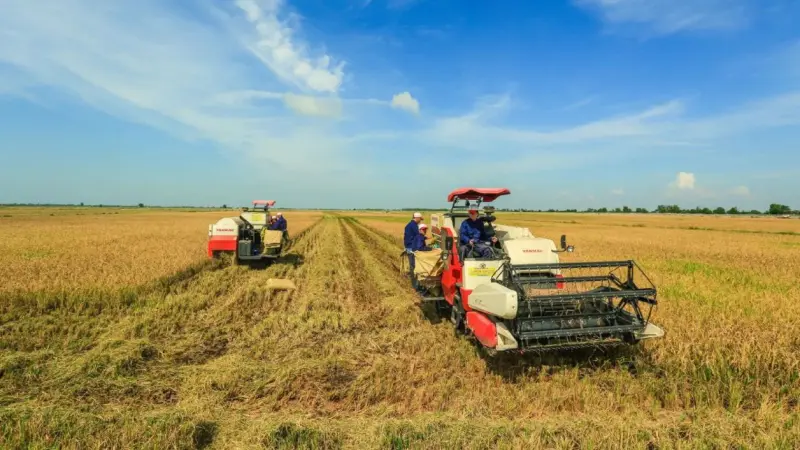 Primera cosecha de arroz de Vietnam en Cuba equivale al 3,3 % de lo plantado en 2023