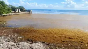 Crece presencia de sargazo en el litoral norte y crea gran preocupación de hoteleros que demandan solución