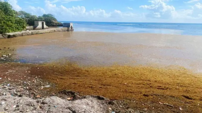 Crece presencia de sargazo en el litoral norte y crea gran preocupación de hoteleros que demandan solución