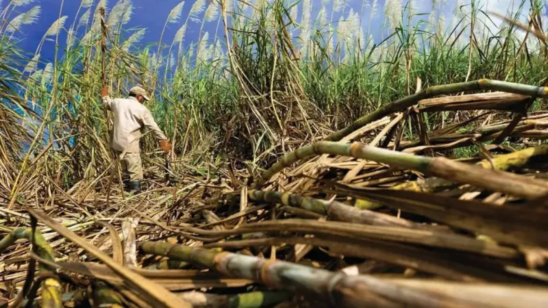 La zafra cubana no alcanza las 150 mil toneladas de azúcar