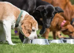 Estas son las razas de perros con mayor riesgo de sobrepeso, según estudio