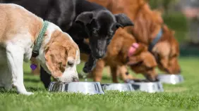 Estas son las razas de perros con mayor riesgo de sobrepeso, según estudio