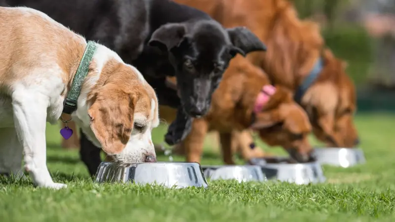 Estas son las razas de perros con mayor riesgo de sobrepeso, según estudio
