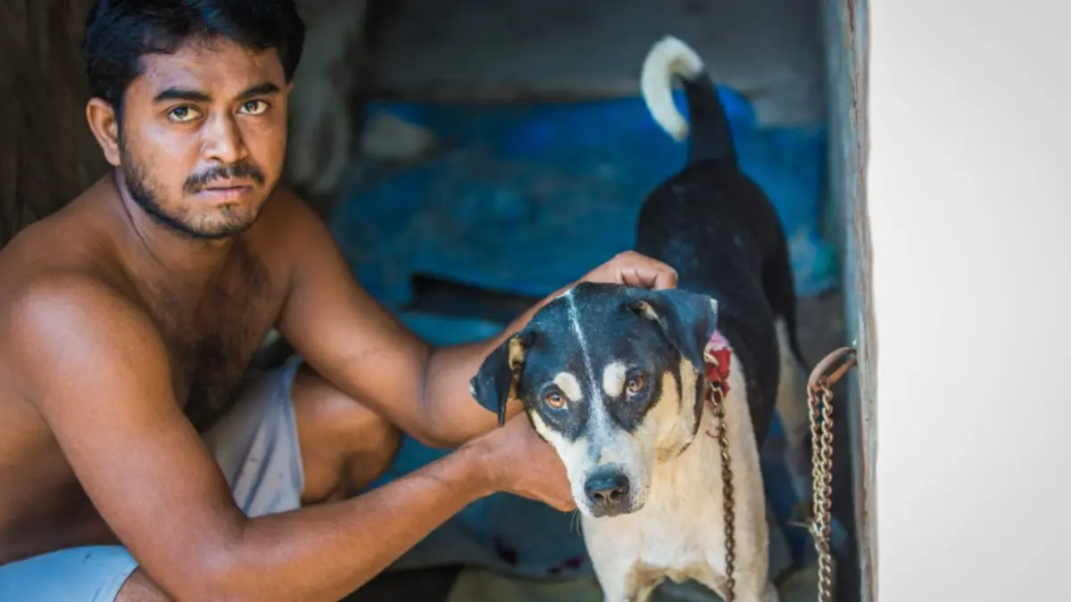 La guerra de los perros en la India: un enfrentamiento entre la rabia y la compasión