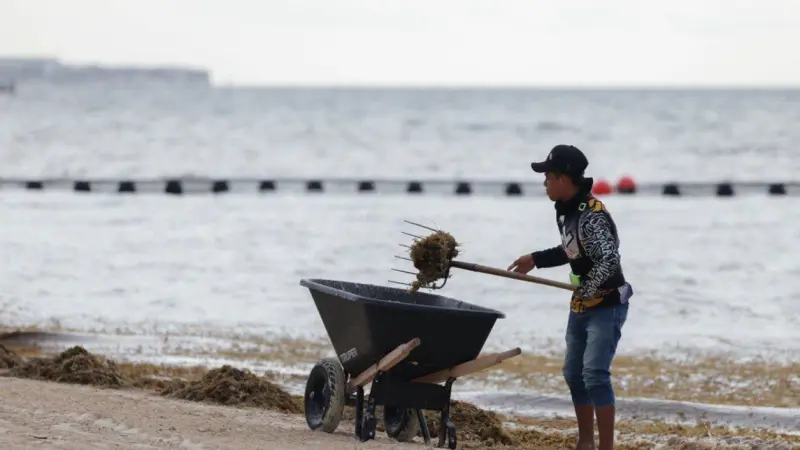 La limpieza del sargazo moviliza a voluntarios en Puerto Rico para salvar la vida marina