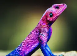 Día Mundial del Lagarto: el pequeño reptil que conquista desde el desierto hasta el jardín