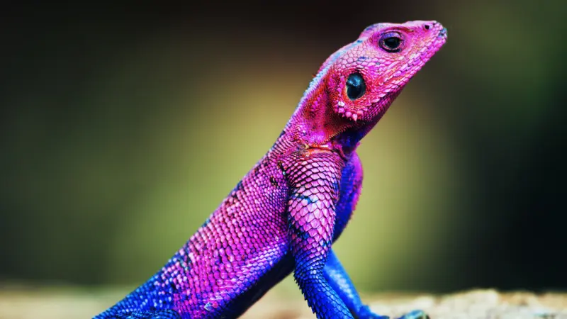 Día Mundial del Lagarto: el pequeño reptil que conquista desde el desierto hasta el jardín