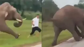 Turista resulta herido tras intentar tomarse una selfie con un elefante en India