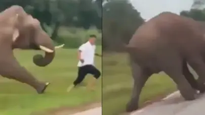 Turista resulta herido tras intentar tomarse una selfie con un elefante en India