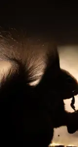 Ardillas zombi con verrugas supurantes y clapas en el pelo invaden EE.UU.