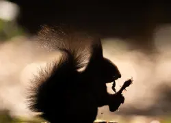 Ardillas zombi con verrugas supurantes y clapas en el pelo invaden EE.UU.