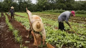 Cuba firma acuerdo con empresa vietnamita para ceder 2,000 hectáreas para cultivos
