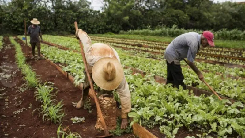 Cuba firma acuerdo con empresa vietnamita para ceder 2,000 hectáreas para cultivos