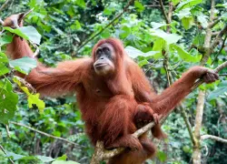 Día Mundial del Orangután: el grito silente del bosque