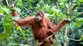 Día Mundial del Orangután: el grito silente del bosque