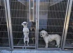 Mascotas abandonadas por migrantes deportados agravan crisis de refugios de animales en EEUU