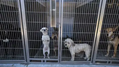 Mascotas abandonadas por migrantes deportados agravan crisis de refugios de animales en EEUU