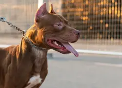 Un hombre muere tras ataque de un pitbull en India
