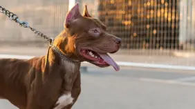 Un hombre muere tras ataque de un pitbull en India