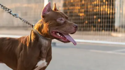 Un hombre muere tras ataque de un pitbull en India