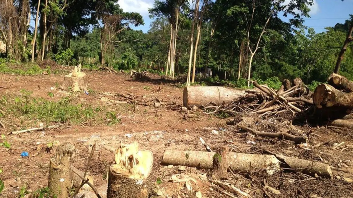 Bosques y suelos en zonas rurales de República Dominicana.