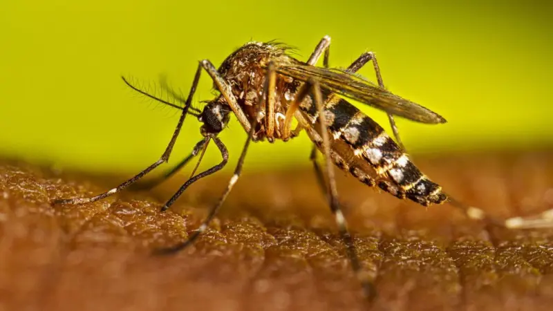 Ministro de Salud relanza campaña nacional Ganemosle al Dengue