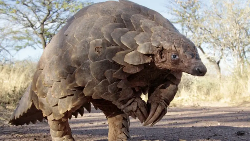 El pangolín, que ganó notoriedad durante la pandemia, está en alto riesgo de extinción