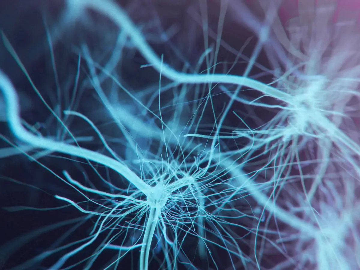 Identifican una hormona natural que protege a las neuronas del daño del párkinson