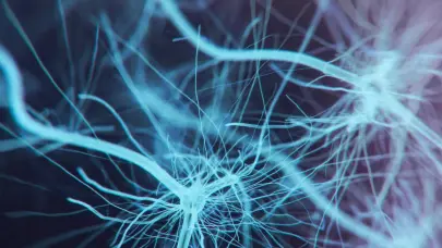 Identifican una hormona natural que protege a las neuronas del da&ntilde;o del p&aacute;rkinson