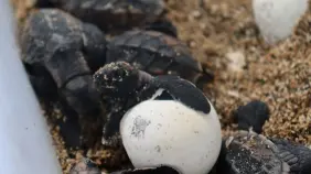 Eclosiona el primer nido de tortugas verdes en Playa Güibia