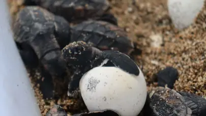 Eclosiona el primer nido de tortugas verdes en Playa Güibia