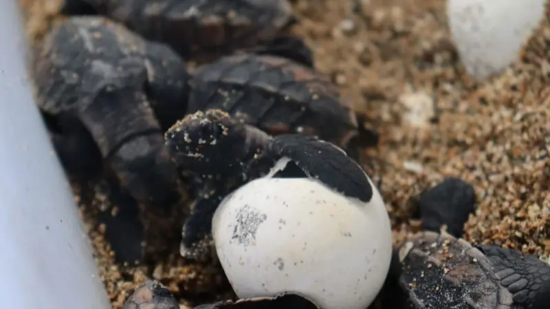 Eclosiona el primer nido de tortugas verdes en Playa Güibia