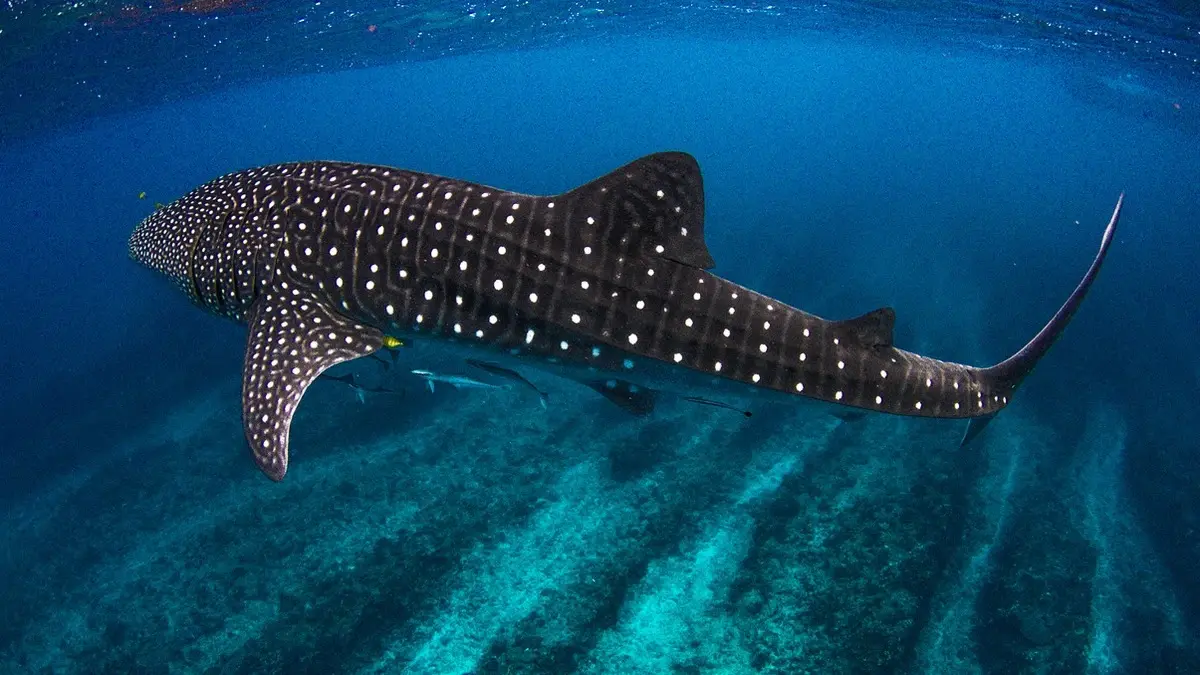 Tiburón ballena