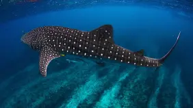 Tiburón ballena: gigante marino vulnerable por su lenta reproducción y amenazas humanas