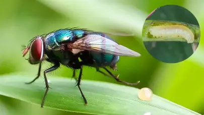 La plaga del gusano barrenador acecha a los humanos