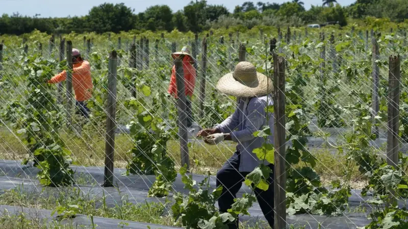 Inmigrantes tienen poco que celebrar en el Día del Trabajo en EE.UU. debido a las redadas