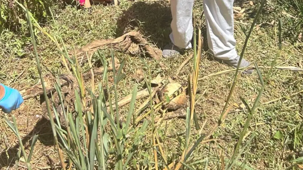 PN investiga hallazgo de osamenta humana en Cutupú, La Vega