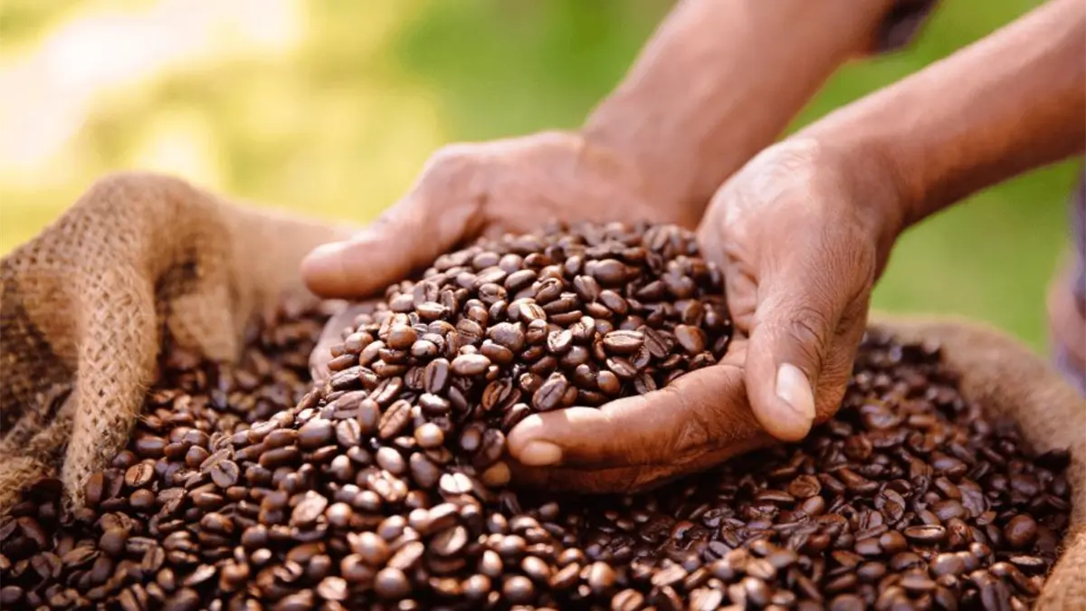 Brasil prevé que su cosecha de café crecerá este año un 1,8 %